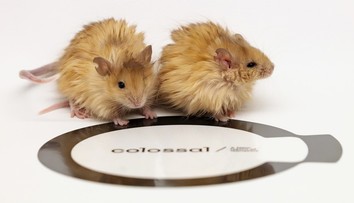 FOTO+VIDEO: Vedci sa snažia „oživiť mamuta“. Podaril sa im prvý krok, umelo vytvorili myši s mamuťou srsťou