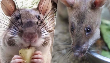 Neuveríte, na čo ich vycvičili: „Hrdinské“ potkany dorazili do americkej zoo