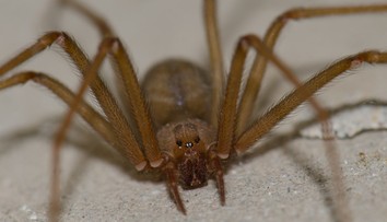 Turistu v Grécku uhryzol pavúk. Lekárom sa ho nepodarilo zachrániť