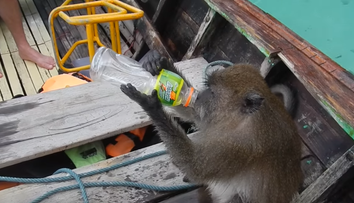 Makak zaútočil na turistu. Ukradol mu vodku a schuti sa napil