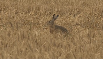 Odborník opísal príznaky smrtiacej choroby, ktorá postihla zajace. Že sa deje niečo zvláštne, si všimli aj poľovníci