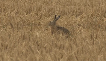 Odborník opísal príznaky smrtiacej choroby, ktorá postihla zajace. Že sa deje niečo zvláštne, si všimli aj poľovníci