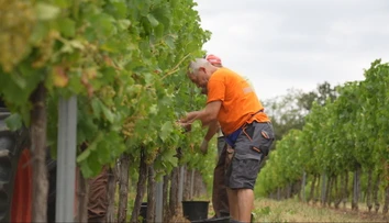 Na jeseň už nebude čo oberať. Klíma mení vinobranie aj na Slovensku
