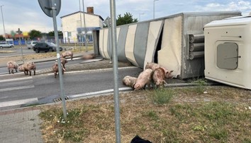 V Senci sa prevrátil kamión s ošípanými. Časť uhynula, ďalšie sa pohybujú v okolí