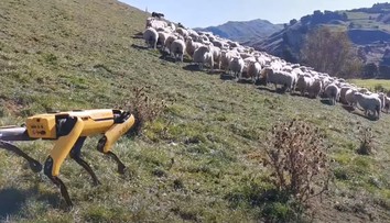 VIDEO: Salašnícke psy by sa už mali báť o miesta, ich prácu zvládne aj štvornohý robot
