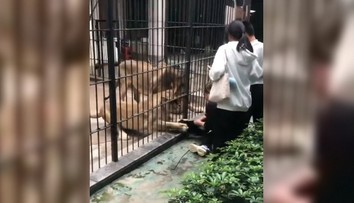 VIDEO: Desivý incident v zoo. Ošetrovateľ zachránil život dievčaťu, ktoré pustili príliš blízko ku klietke