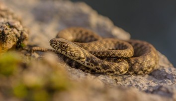 V Chorvátsku sa objavil vzácny had. Odborníci nestihli reagovať, zmizol im pred očami