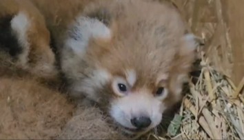 Bojnická zoologická záhrada hlási nové prírastky. Narodili sa tam pandy červené
