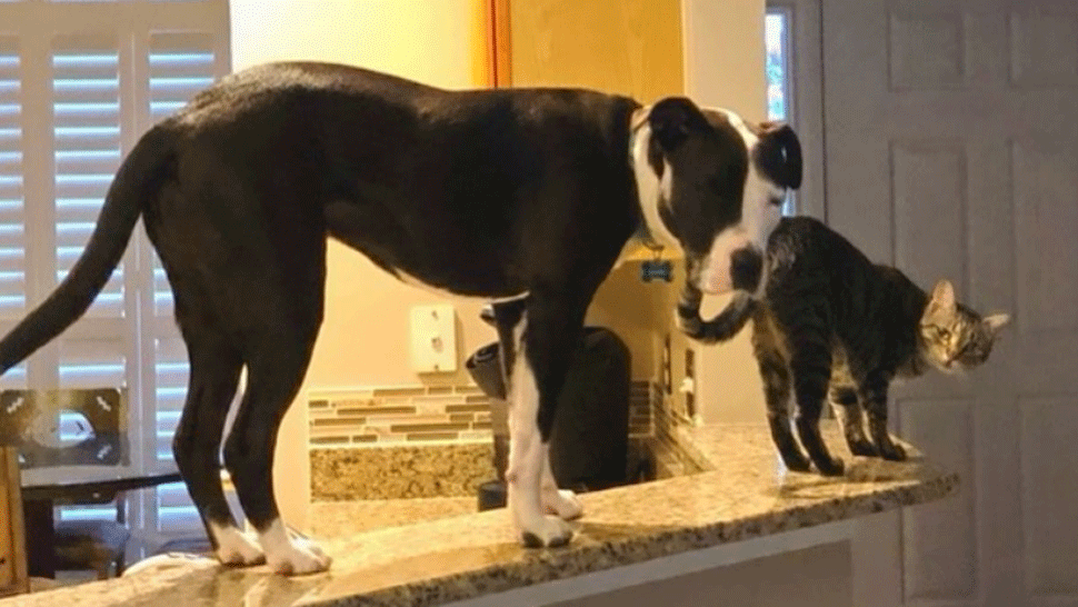 Dvojročný pitbull si myslí, že je mačka. S mačacími kamošmi skáče po nábytku