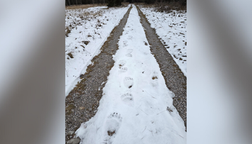 Obec pod Tatrami upozorňuje na výskyt medveďa. Zviera sa pohybuje pri turisticky obľúbenom mieste
