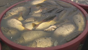 Už lovia vianočné ryby na slovenské stoly. Vieme, o koľko sa zvýšia ceny