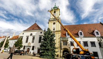 Bratislava už má vianočný stromček. Na záhrade pána Jozefa v Karlovej Vsi stál dlhé roky