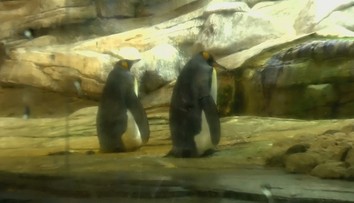 Párik homosexuálnych tučniakov sa stane rodičmi, adoptovali si vajíčko