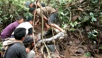 VIDEO: Pátranie po nezvestnej žene malo desivý koniec. Keď odhrnuli konár, práve ju žral gigantický pytón