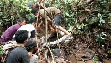 VIDEO: Pátranie po nezvestnej žene malo desivý koniec. Keď odhrnuli konár, práve ju žral gigantický pytón