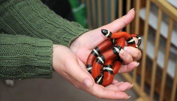 Ľudí v Česku šokoval exotický had. Zamestnankyňa kultúrneho domu ho chytila na čokoládu