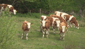 Susedský spor: Farmárove kravy vraj chodia po záhradách, smrdia a priťahujú muchy