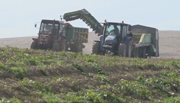 Potrápila ich slintačka a krívačka. Slovenskí poľnohospodári majú problém s lacnými plodinami
