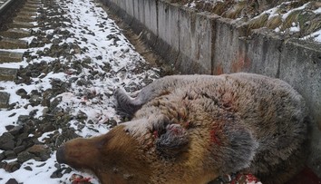 Srdcervúce foto. Vlak v Turčeku zrazil medveďa hnedého