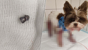 FOTO: Malého psíka postrelili počas večerného venčenia v Bratislave. Polícia pátra po páchateľovi