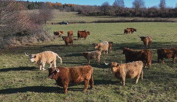 Vyzerajú nebezpečne, no sú plaché. Škótsky horský dobytok sa chová aj u nás
