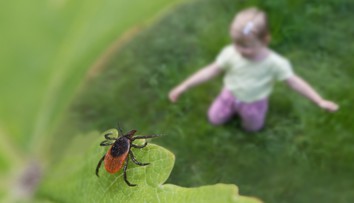 Blízko našich hraníc platí mimoriadne riziko napadnutia kliešťom. Ľudí varujú, aby nechodili do lesov
