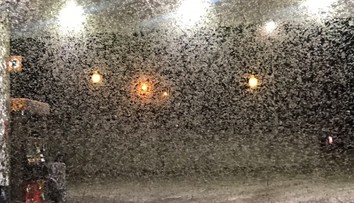 Toto nie je sneh ani popol. Ľudia majú pre premnožený hmyz problém vyjsť z domu