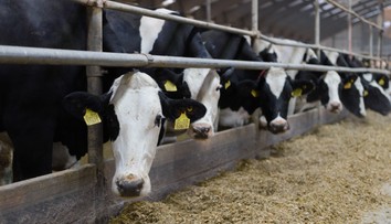 Štát spúšťa 44-miliónovú výzvu pre farmárov, ktorí pre SLAK museli zlikvidovať svoj dobytok