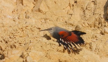 Vtákom roka sa stal murárik červenokrídly. Fascinuje svojím zafarbením aj schopnosťou prežiť v tiesňavách
