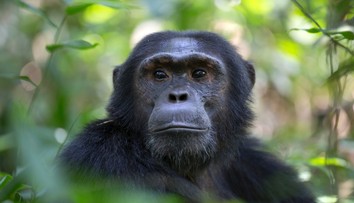 Vedcom sa naskytol nevšedný pohľad. Šimpanz použil plastovú fľašu ako sexuálnu hračku