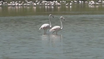 Niečo sa deje s ikonou Afriky. Plameniaky strácajú svoju typickú ružovú farbu