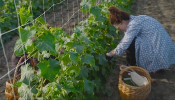 Slováci húfne vyrážajú na polia. Za čerstvé uhorky v samozbere zaplatia o polovicu menej ako v obchode