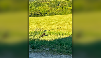 Pátranie po malom medvieďati. V obci pri Púchove sa mláďa objavilo na začiatku obytnej zóny