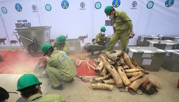 Na letisku v Hanoji zadržali 125 kilogramov nosorožích klov