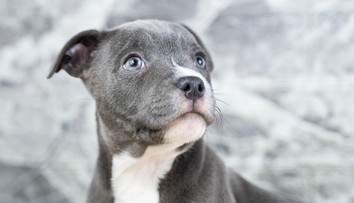 Muž pohrýzol do krku vlastného psa. Policajti zostali v šoku