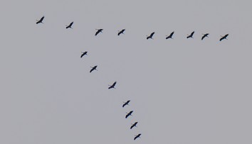 Milióny vtákov opúšťajú Slovensko. Vedci stále nevedia, ako sa orientujú