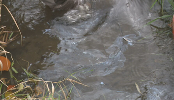 Okolie Zvolena trápia odporný zápach a ropné škvrny na povrchu riek. Riešenie je v nedohľadne