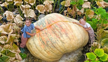 FOTO+VIDEO: Bratia vypestovali najväčšiu tekvicu v histórii. Prezradili, v čom spočíva tajomstvo ich úspechu