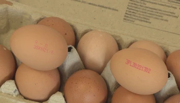 Fipronilový škandál stále žije. Na východnom Slovensku našli ďalšie nakazené vajcia