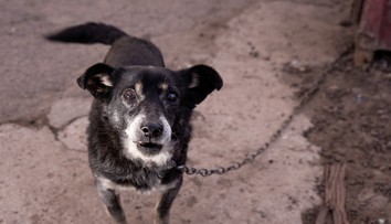 Zvierací ombudsman: Pes na reťazi trpí. Cíti to isté ako človek, ktorého držia v garsónke