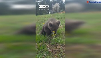 Ľudia svojimi hlasmi rozhodli jednoznačne: Medvieďatá z bojnickej ZOO už majú svoje mená