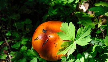 FOTO: Nájsť ju na Slovensku je skutočná vzácnosť. Jozef objavil v lese „kráľovnú“ našich húb