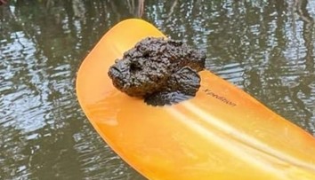 Hrozivý nález kajakárov. Pádlom vylovili jednu z najjedovatejších rýb sveta