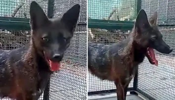 VIDEO: Jediný svojho druhu. V Brazílii objavili prvého kríženca psa a „falošnej líšky“