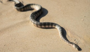 Chorvátsko trápia živočíchy, pred ktorými mnohí utekajú. Slováci, pozor na dovolenkách