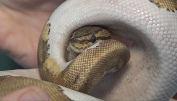 Podchladený, vystresovaný, ale živý. Na trenčianskom sídlisku našli exotického hada
