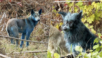 FOTO: V Černobyle sa objavili psy s modrou srsťou. Okamžite rozprúdili špekulácie