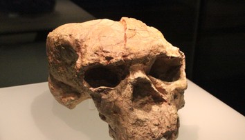 Vedci našli lebku, ktorá môže zmeniť pohľad na evolúciu človeka