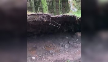 VIDEO: Psíčkara zaskočil nevídaný prírodný jav. Silný vietor nadvihoval časť lesa