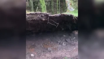 VIDEO: Psíčkara zaskočil nevídaný prírodný jav. Silný vietor nadvihoval časť lesa